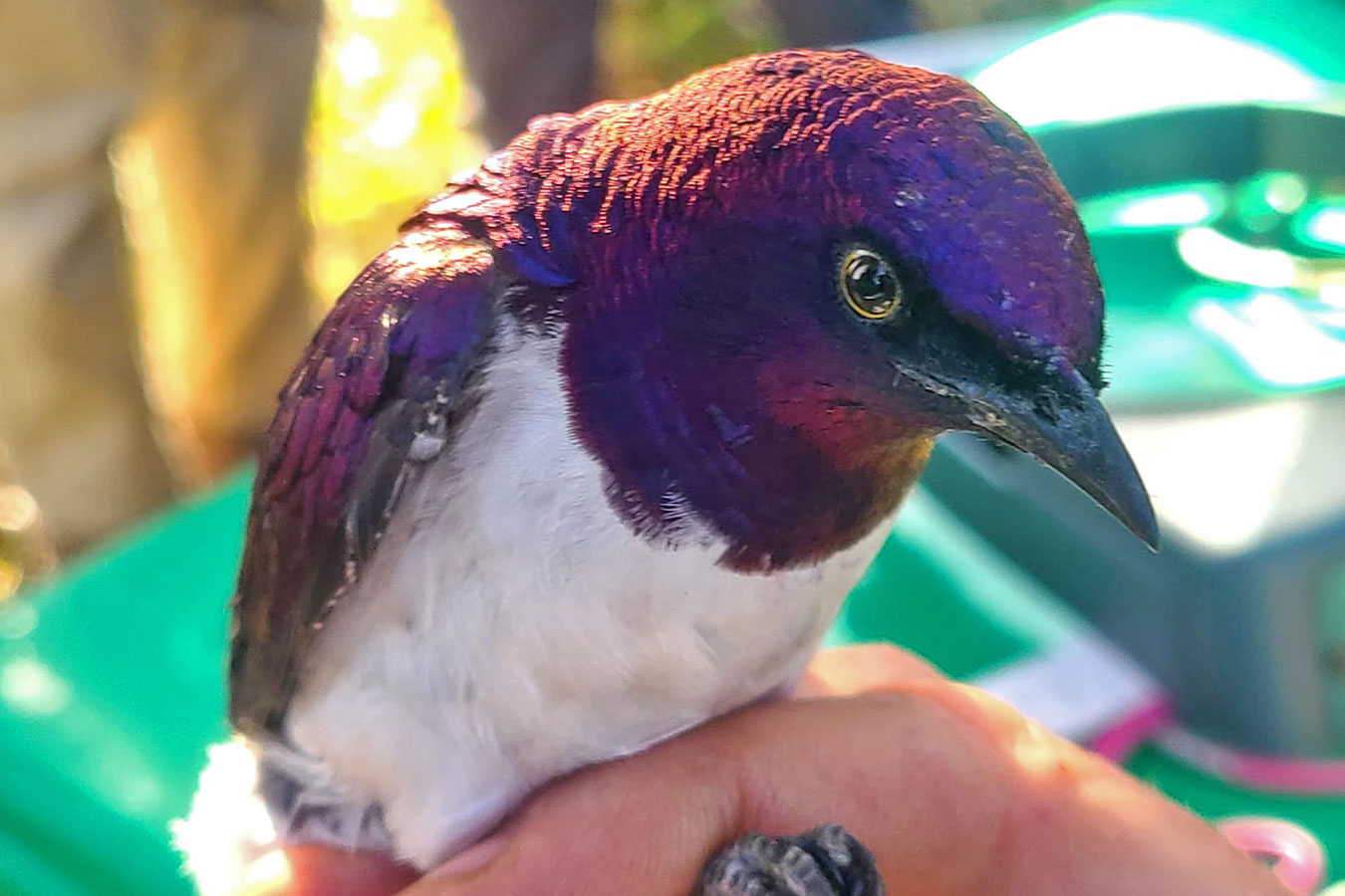 kara-tunga-birding-uganda-karamoja-Violet-backed-Starling-morungole