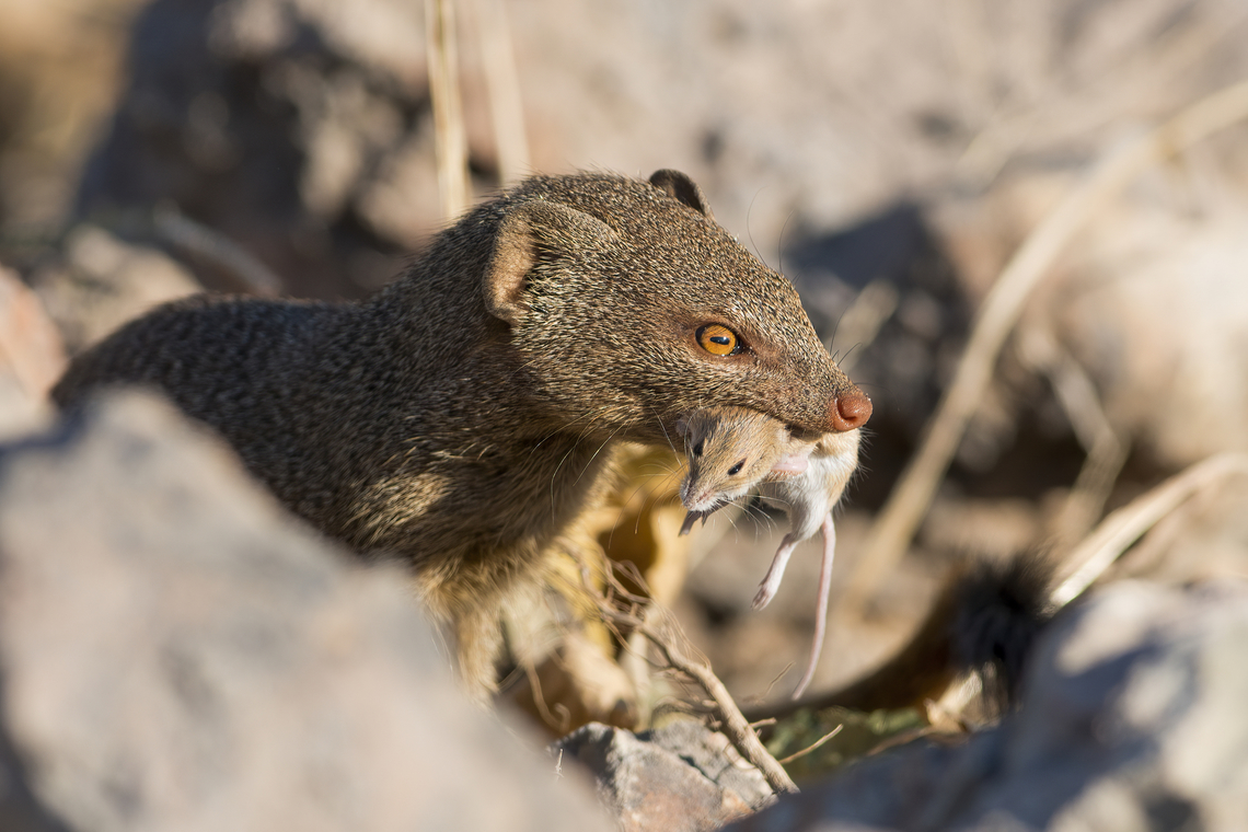 Praomys jacksoni-Mount-Morungole